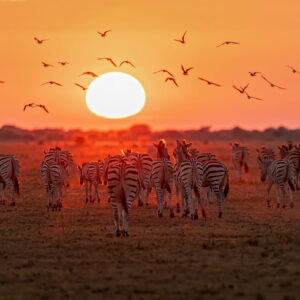 NuuTel Africa eSIM data plan